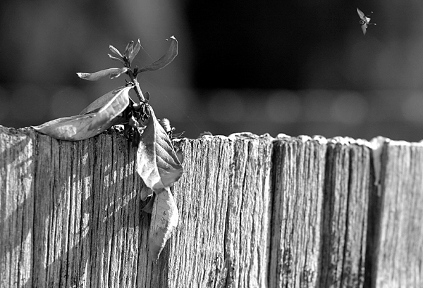 leafandfly10d041003.jpg